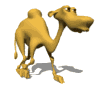 smooth camel